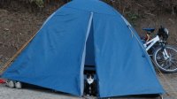 Сторожевая кошка у входа в палатку